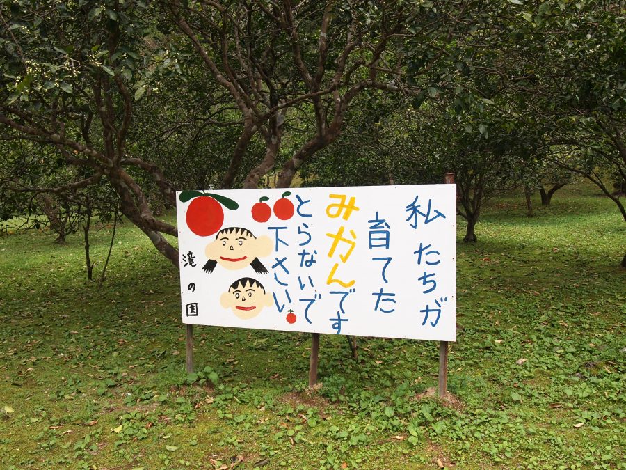奄美大島,宇検村,アランガチの滝,国道58号線沿い,みかん畑