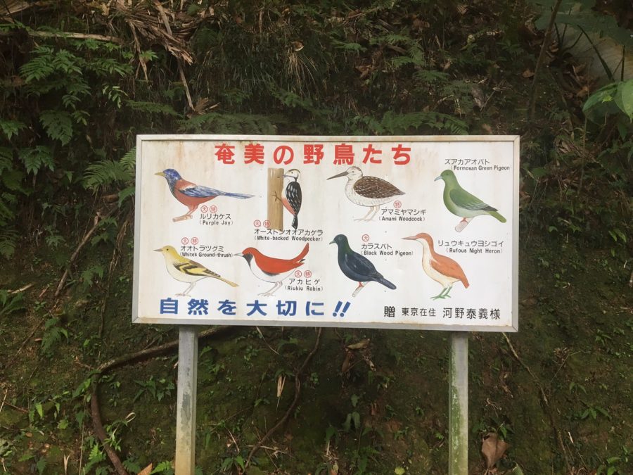 奄美大島,名瀬,おがみ山,奄美の野鳥たち