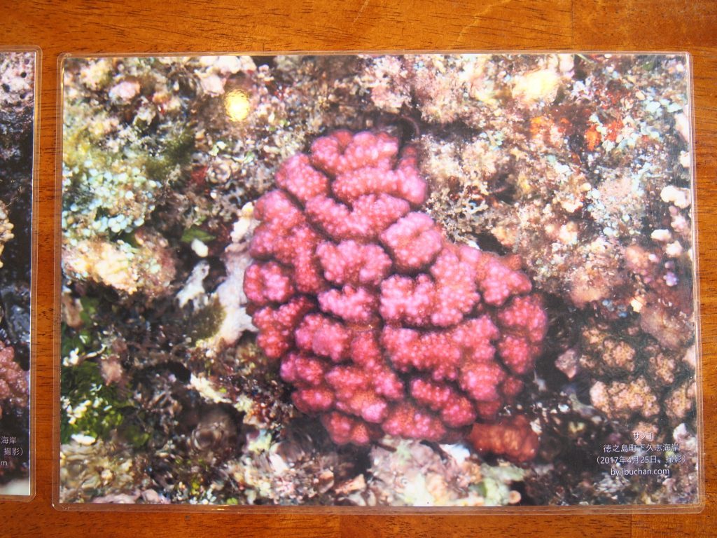 奄美群島,徳之島,きむきゅら,綺麗なサンゴ
