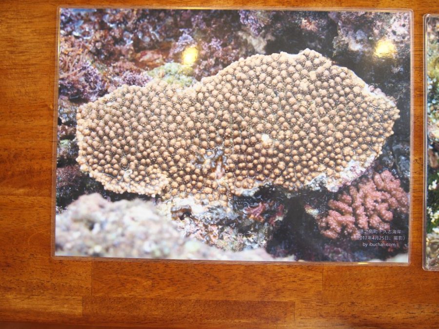 奄美群島,徳之島,きむきゅら,綺麗なサンゴ