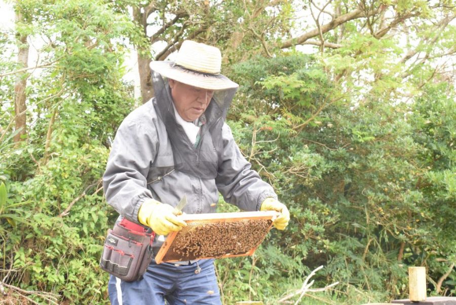 奄美大島,笠利,松中養蜂園,ミツバチ,養蜂,蜂蜜