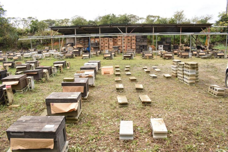 奄美大島,笠利,松中養蜂園,ミツバチ,養蜂,蜂蜜